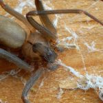Spider Bite? When to Call the Doctor
