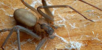 Spider Bite? When to Call the Doctor