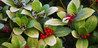6 Natural Pain Relievers To Have In Your Home